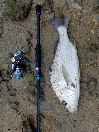 ホシミゾイサキの釣果