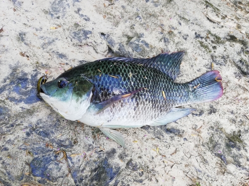 ティラピアの釣果