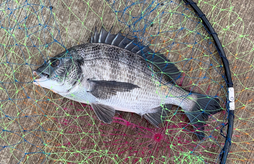 チヌの釣果