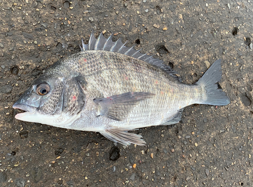 チヌの釣果