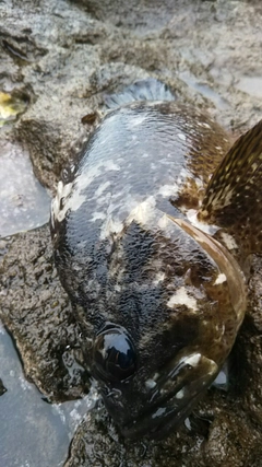 ムラソイの釣果