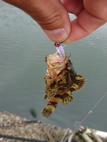 タケノコメバルの釣果