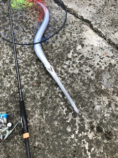 アオヤガラの釣果