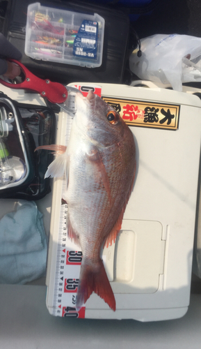 タイの釣果