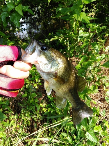 ブラックバスの釣果