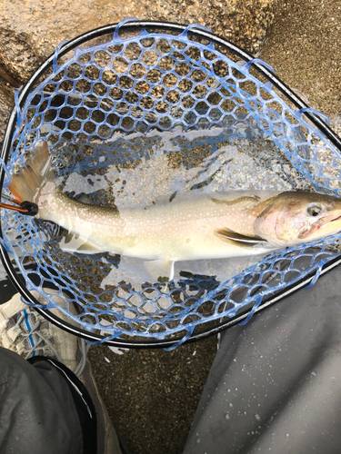 イワナの釣果