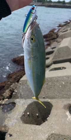 モジャコの釣果