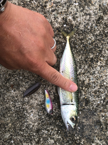 サバの釣果