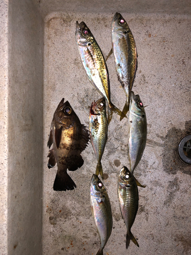 アジの釣果