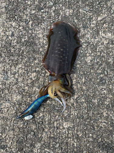 アオリイカの釣果