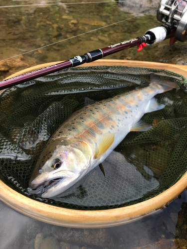 ヤマメの釣果