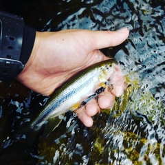 カワムツの釣果