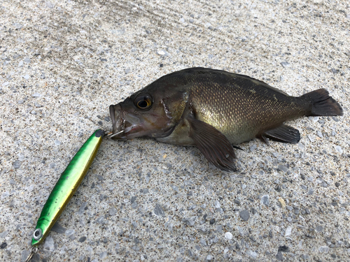 メバルの釣果