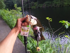 ブラックバスの釣果