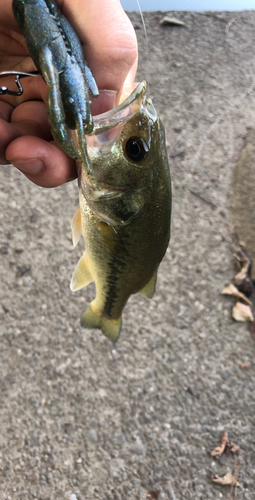 ブラックバスの釣果