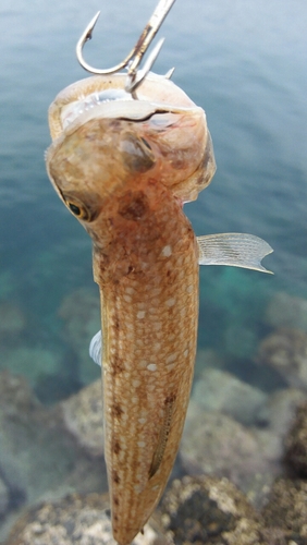 エソの釣果