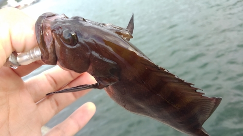 ヤミハタの釣果