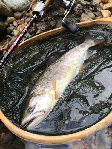 ヤマメの釣果