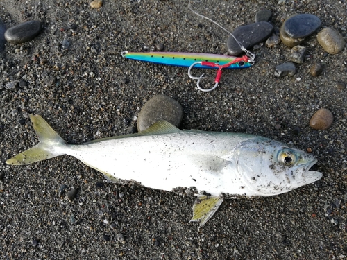 ワカシの釣果