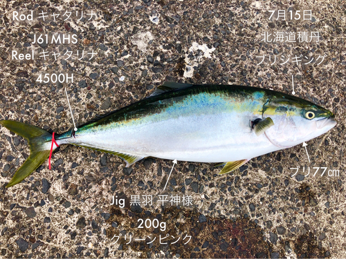 ブリの釣果