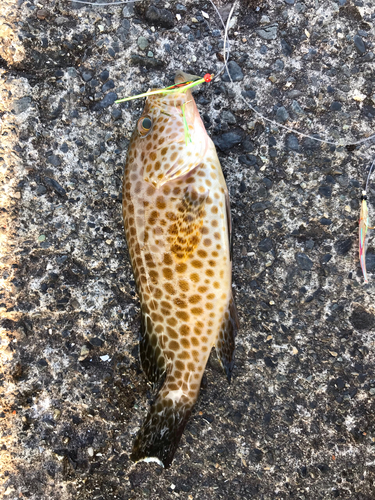 オオモンハタの釣果