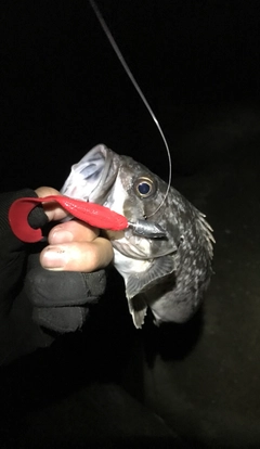 クロソイの釣果