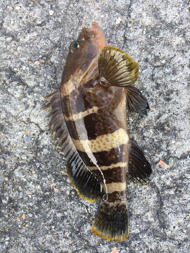 アオハタの釣果