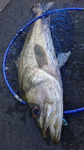 スズキの釣果