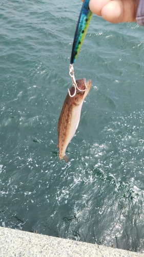 エソの釣果