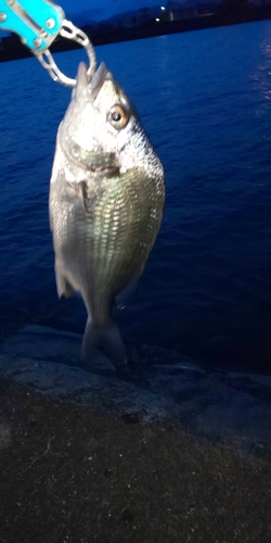 キビレの釣果