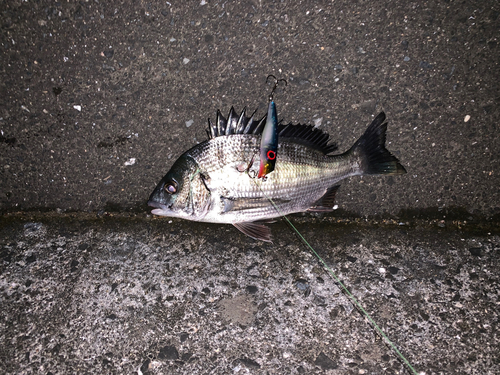 チヌの釣果