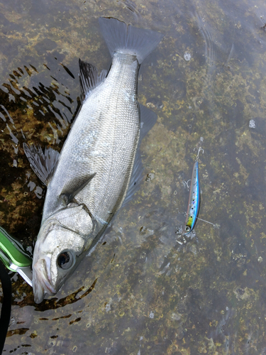 ヒラスズキの釣果