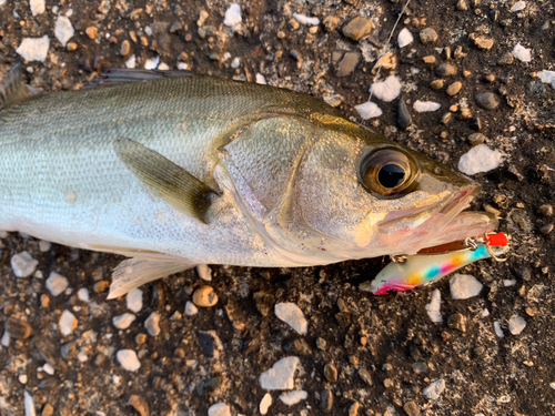 セイゴ（マルスズキ）の釣果