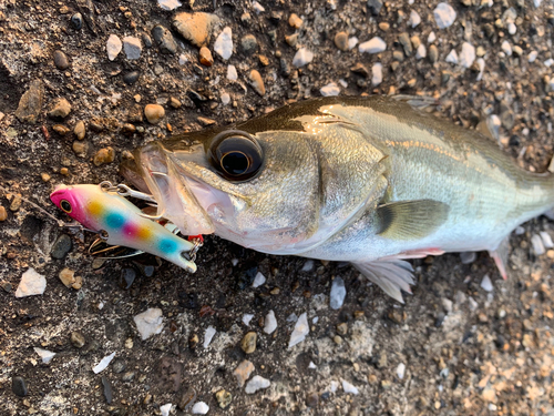 セイゴ（マルスズキ）の釣果