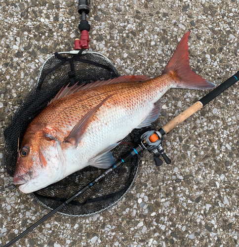 マダイの釣果