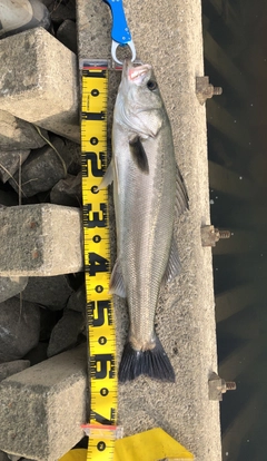 シーバスの釣果