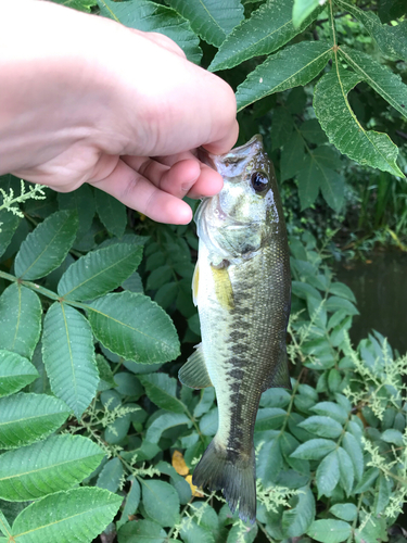 ラージマウスバスの釣果