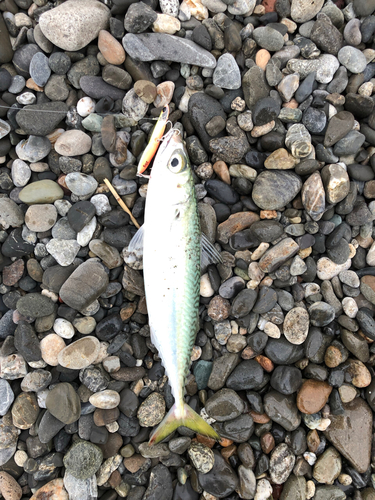 サバの釣果