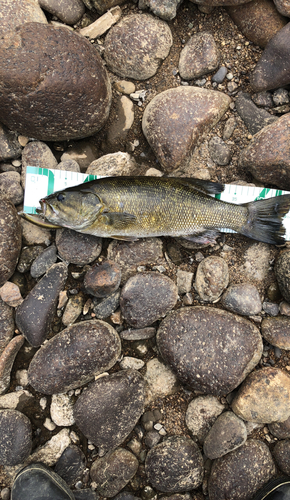 スモールマウスバスの釣果