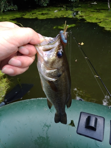 ラージマウスバスの釣果