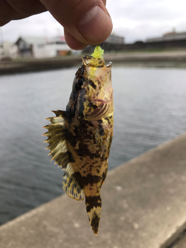 タケノコメバルの釣果