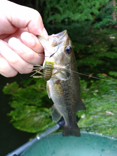 ラージマウスバスの釣果