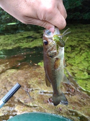 ラージマウスバスの釣果