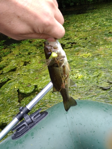 ラージマウスバスの釣果