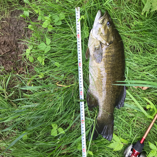 スモールマウスバスの釣果