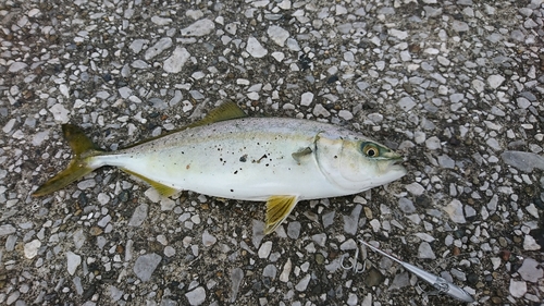 ワカシの釣果