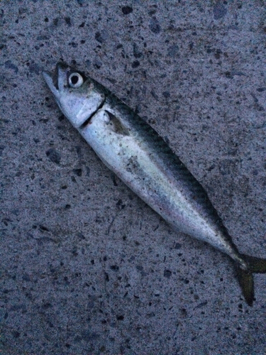 サバの釣果