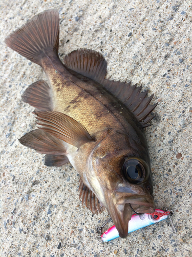 メバルの釣果