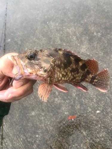 アラカブの釣果