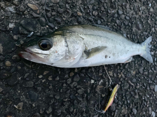 セイゴ（マルスズキ）の釣果